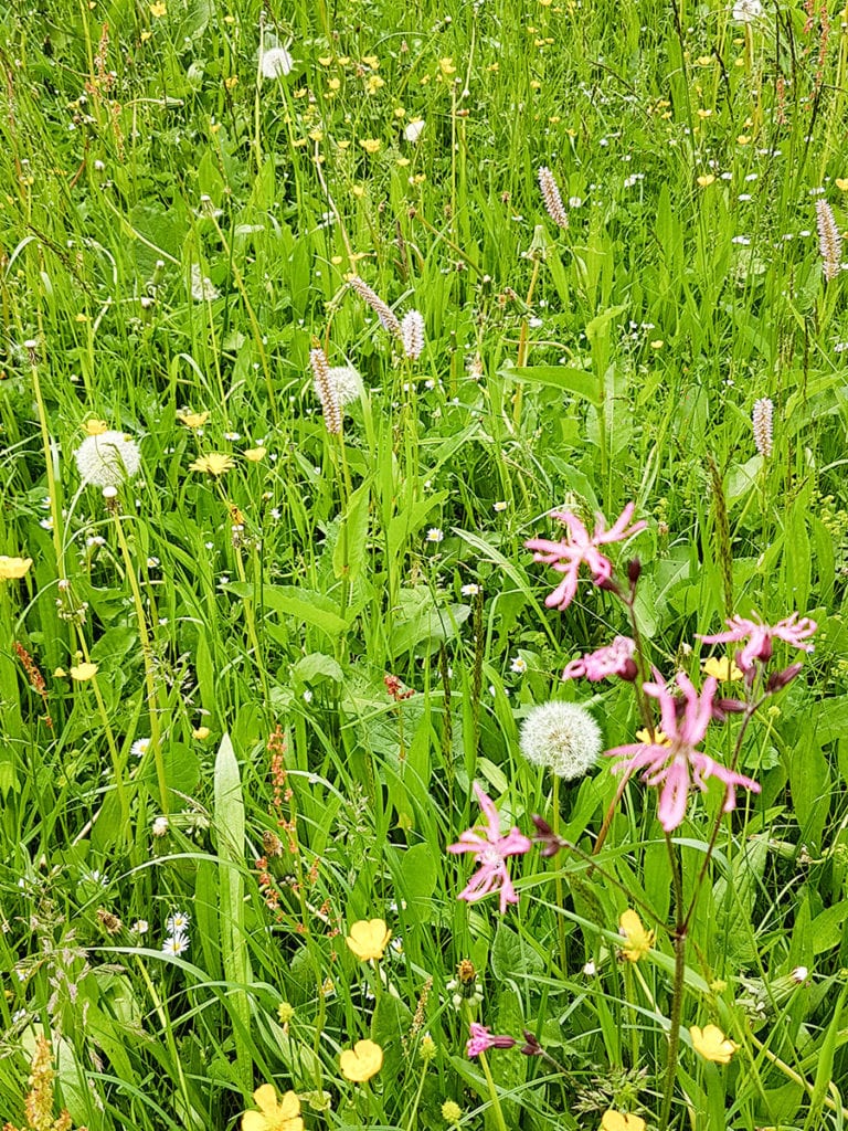 Sommerurlaub in Flachau, Flachauer Bergkristall, Salzburger Land