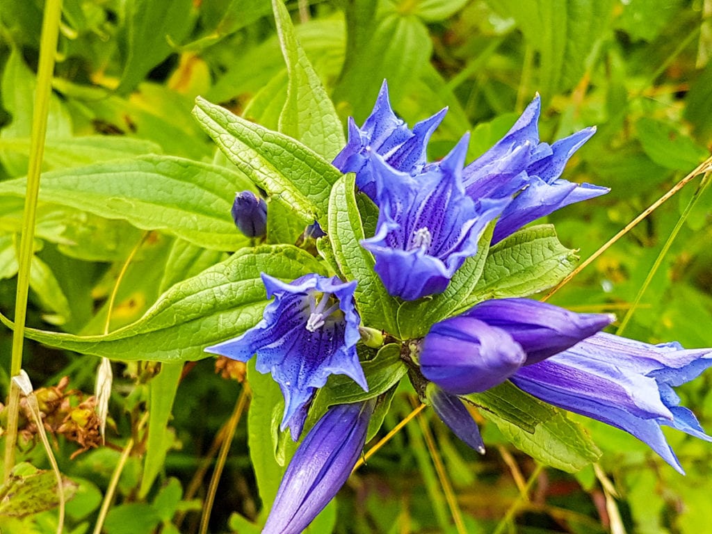 Sommerurlaub in Flachau, Flachauer Bergkristall, Salzburger Land