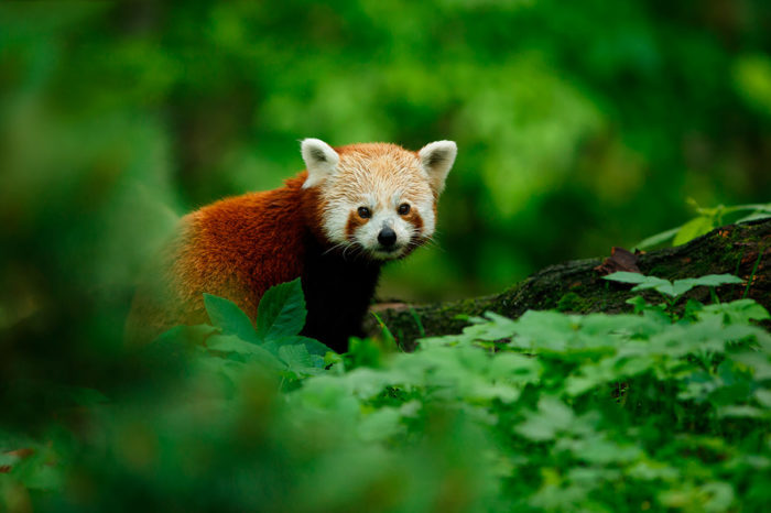 Zoo Salzburg – Ausflugsziele im Salzburger Land